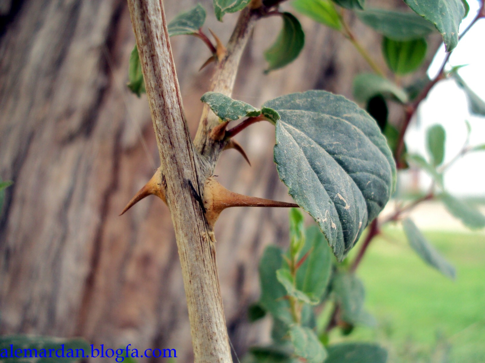 Christ's Thorn Jujube